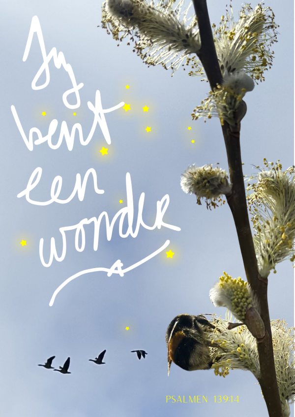 Blijf altijd Dromen – Geef Niet Op!